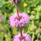 Pennyroyal