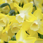 Pipit Narcissi Bulbs