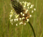 Plantain, Ribwort (Plantago lanceolata) Seeds