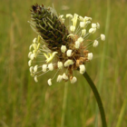 Plantain, Ribwort (Plantago lanceolata) Plant