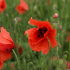 Poppy, Common (Papaver rhoeas) Seeds