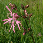 Ragged Robin (Lychnis flos-cuculi) Plant