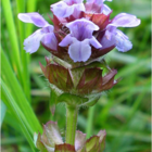 Self-heal (Prunella vulgaris) Plant