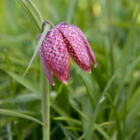 BS Snake's Head Fritillary Bulbs (Fritillaria meleagris)