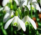 BS Single Snowdrop Bulbs 'In The Green' (Galanthus nivalis)