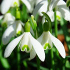 BS Single Snowdrop Bulbs 'In The Green'