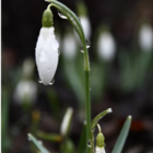 BS Single Snowdrop Bulbs 'In The Green' (Galanthus nivalis)