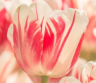 Sorbet Tulip Bulbs