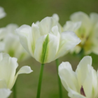 Spring Green Tulip Bulbs