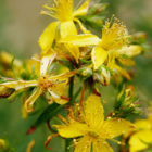 St John's-Wort, Common (Hypericum perforatum) Plant