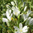 BS Star of Bethlehem Bulbs (Ornithogalum umbellatum)