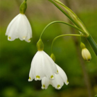 BS Summer Snowflake Bulbs (Leucojum aestivum)