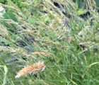 Sweet Vernal-grass (Anthox. odoratum) Seeds
