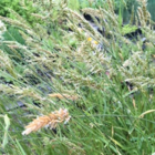 Sweet Vernal-Grass (Anthoxanthum odoratum) Plant