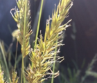Sweet Vernal-Grass (Anthoxanthum odoratum) Plant
