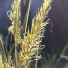 Sweet Vernal-Grass (Anthoxanthum odoratum) Plant