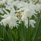 Thalia Narcissi Bulbs