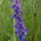 Vetch, Tufted (Vicia cracca) Seeds