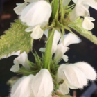 White Deadnettle (Lamium Album) Plant