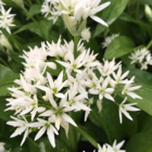 BS Wild Garlic Bulbs (Allium ursinum)