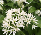 BS Wild Garlic - Ramsons 'In The Green' (Allium ursinum)