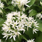 BS Wild Garlic - Ramsons 'In The Green' (Allium ursinum)