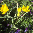 BS Wild Tulip Bulbs 'In The Green' (Tulipa sylvestris)