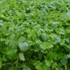 Winter Graze Forage Mixture