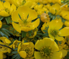 BS Winter Aconites Bulbs 'In The Green' (Eranthis hyemalis)