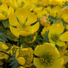 BS Winter Aconites Bulbs 'In The Green' (Eranthis hyemalis)