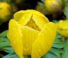 BS Winter Aconites Bulbs 'In The Green' (Eranthis hyemalis)