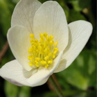 BS Wood Anemone Rhizomes (Anemone nemorosa)