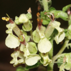 Sage, Wood (Teucrium scorodonia) Plant