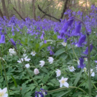 BS Bluebell Bulbs - Woodland (Scilla non-scripta)