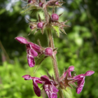 Woundwort, Hedge (Stachys sylvatica) Seeds