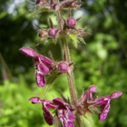 Woundwort, Hedge (Stachys sylvatica) Plant