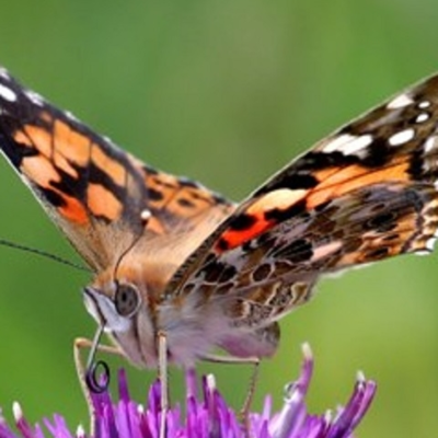 Wildflower Plants Collections - Boston Seeds
