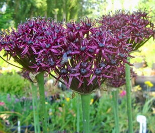 Atropurpureum Allium Bulbs