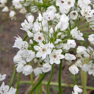 Caeruleum Allium Bulbs