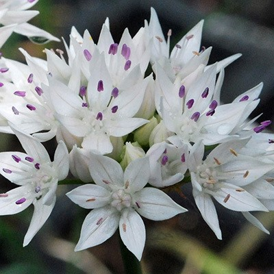 Graceful Beauty Allium Bulbs