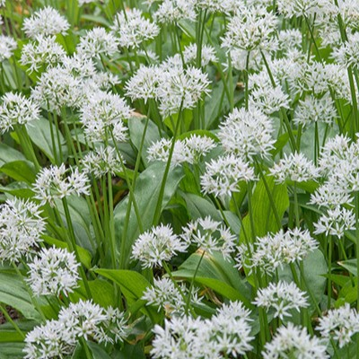 Wild Garlic - Ramsons (Allium ursinum) Seed