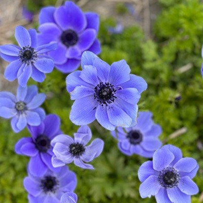 Coronaria Mr. Fokker Anemone Bulbs