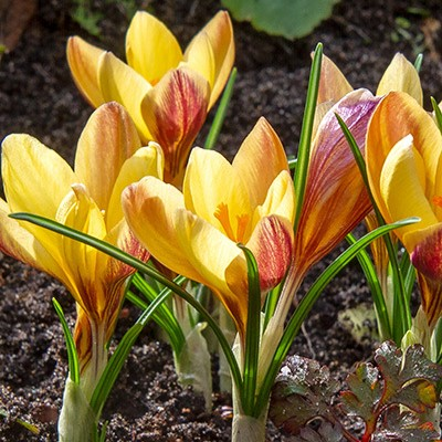 Fuscotinctus Specie Crocus Bulbs