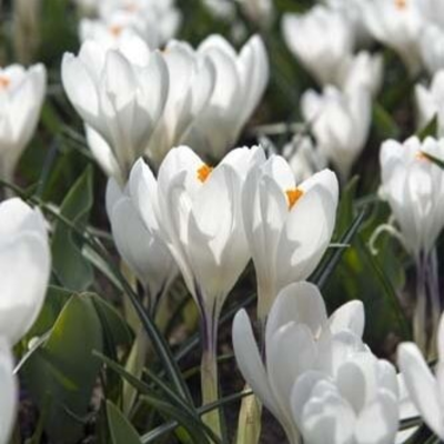 Jeanne d'Arc Crocus Bulbs