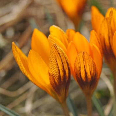 Orange Monarch Specie Crocus Bulbs