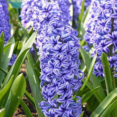 Blue Jacket Hyacinth Bulbs