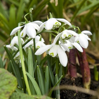 BS Snowdrop (Flore Pleno, Double) Bulbs (Galanthus nivalis f. pleniflorus)