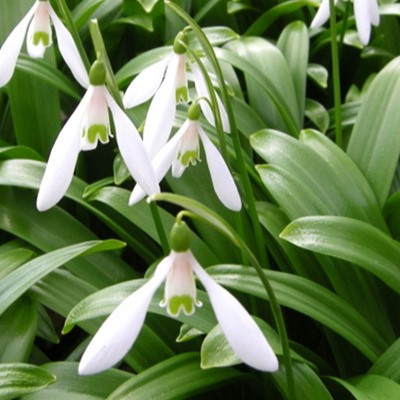 BS Snowdrop (Woronow, Green) Bulbs (Galanthus woronowii)