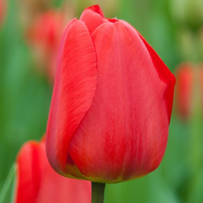 Apeldoorn Tulip Bulbs