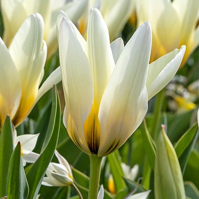 Concerto Tulip Bulbs